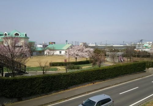桜満開の新潟市